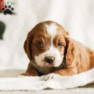 Dusty, Cockapoo Puppy